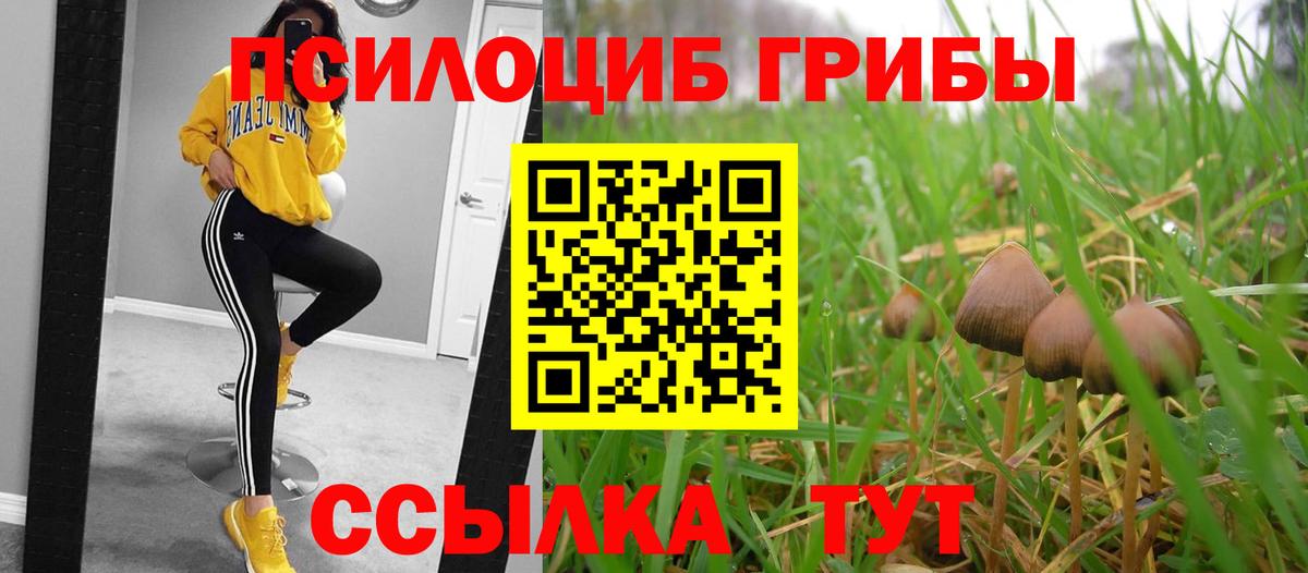 Кунгур  Галлюциногенные грибы Cubensis  Вход с VPN 